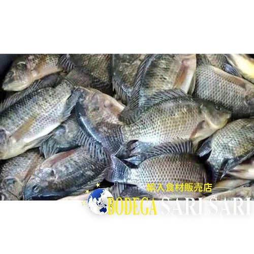 Cleaned Tilapia (M) 400-500g x10pc - クリーンティラピア 10匹セット