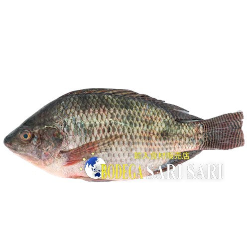 CLEANED TILAPIA 400-500g - ティラピア　テラピア　魚（内臓取）